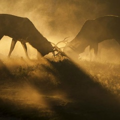 Евгений Шевченко, 02.07.1988, Санкт-Петербург