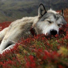 Дмитрий Алексеев, 15.11, Набережные Челны