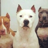 Ярослав Залецький, 08.01.1989, Буштына