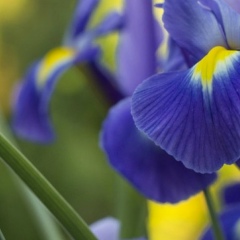 Ирина Голованова, 25.04, Пушкин