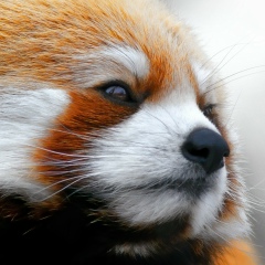 Артур Тарновский, 15.01