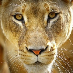 Динислам Байтемиров, Москва