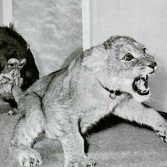 Рубен Абраамян, 10.01.1996, Москва