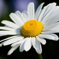 Ника Ромашкина, 03.10