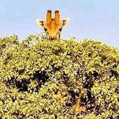 Андрей Ражев, 23.07.1985, Ясиноватая