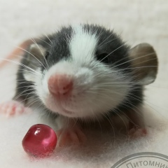 Мария Русланова, 22.08.1989, Москва