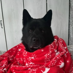 Ира Иванова