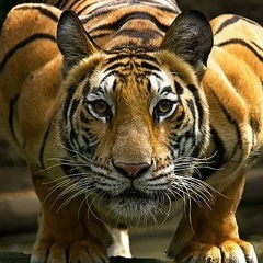 Ramazan Badalov, 18.07.1986, Хрустальный / Красный Луч