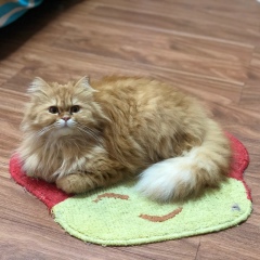 Thaw Zin, 07.11.1986