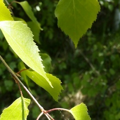 Ксюша Разгулина, 03.01, Урень