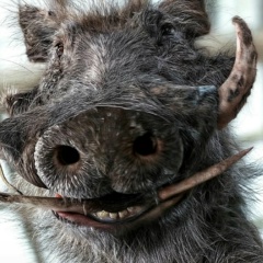 Николай Ермаков, 10.07.1987, Брянск