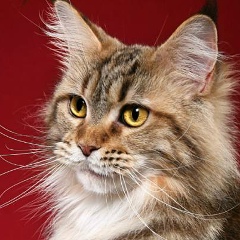 Екатерина Денисова, 28.03.1983, Киев