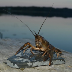 Павел Калугин, 28.09.1973, Москва