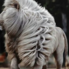 Яхья Торшхоев, 04.03.1980, Москва