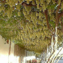 Джамиля Джамиля, Актобе