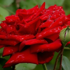 Махсуд Жамила, 09.03.1974, Алматы