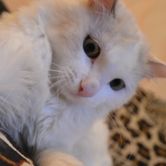 Динар Валиев, 05.10.1985