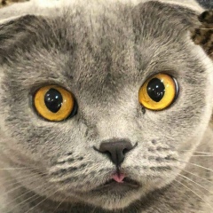 Игорь Костылев, Москва