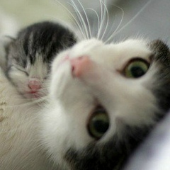 Валерия Некрашевич, 06.03, Киев