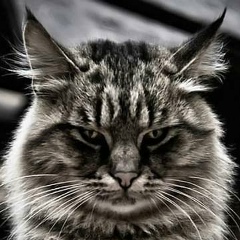 Дима Новиков, 17.10, Самара