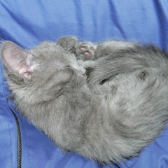 Юля Миронова, Москва