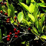 Константин Ходаев, 26.02.1975, Алматы