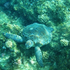 Polly Polya, 01.01.1901