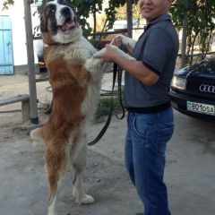 Ержан Чолбаев