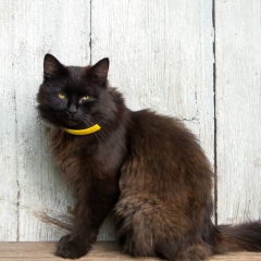 Inna Reet, 17.06, Минск