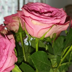 Светлана Ободкова, Санкт-Петербург