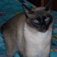 Инна Климова, 31.10, Псков