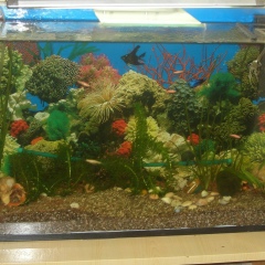 Николай Самойлов, 13.06.1985, Днепр (Днепропетровск)