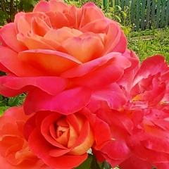 Алла Красных, Череповец