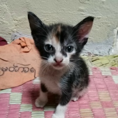 Myo-Thu Ra, 14.01.1985