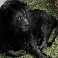 Имашка Аварец, 09.07, Санкт-Петербург