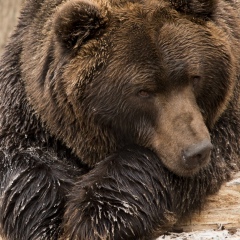 Михаил Воронцов, 21.05.1988, Лесосибирск