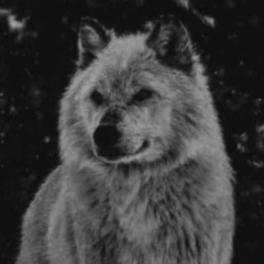 Akhmed Nohchiev, Грозный