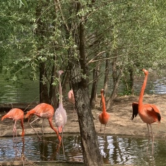 Лика Берхамова, 09.08, Нальчик