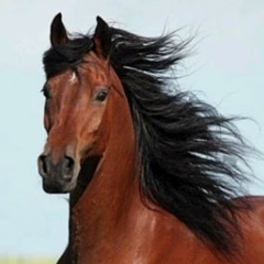 Такеши Токено, Тараз