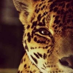 Golden Retriever, 02.02