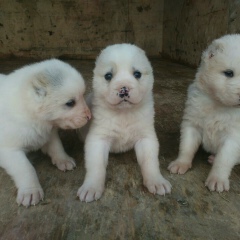 Самсон Самсонов