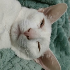 Света Белусь, 26.01.1966, Москва