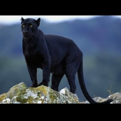 Заур Абдрахманов, 05.06.1989, Усть-Каменогорск