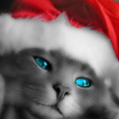 Elena Pyatova, 08.07, Jamestown