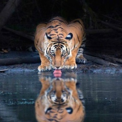 Emi Gubjukaev, 17.08, Грозный