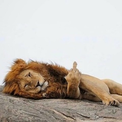 Роман Петрешин, 24.06.1987, Степановка