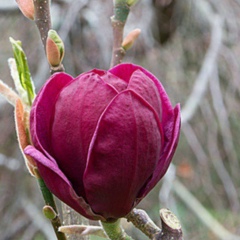 Бегимай Осмонова, 14.01, Ош