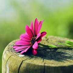 Хава Даутмирзаева, 20.10.1978, Грозный