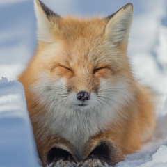 Екатерина Владимирова, Уруша