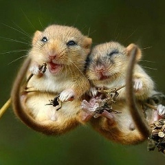 Макс Романюк, 02.03, Черновцы